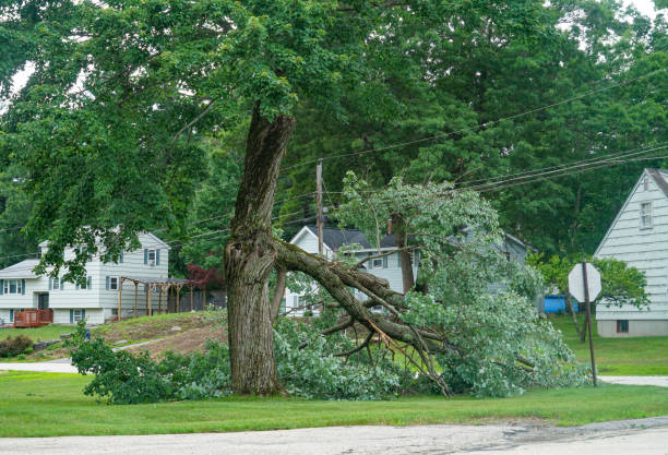 Best Emergency Storm Tree Removal  in Camp Wood, TX